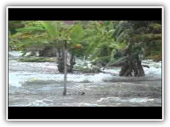 รวมภาพน้ำท่วม