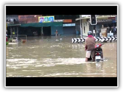 หมาลอย น้ำท่วมพุนพิน